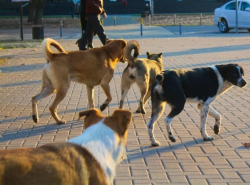 Своры собак оккупировали В-7