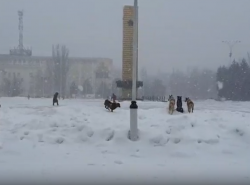 Я не против собак, но иногда их поведение очень пугает!