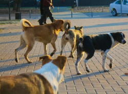 Воют и гавкают всю ночь, не дают спать